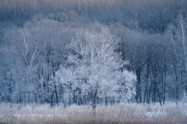 Geada Árvore Coberta Inverno — Fotografia de Stock