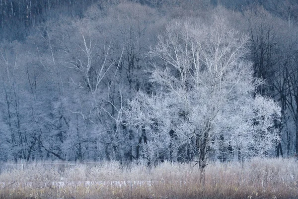 Παγετός Καλύπτονται Δέντρο Χειμώνα — Φωτογραφία Αρχείου