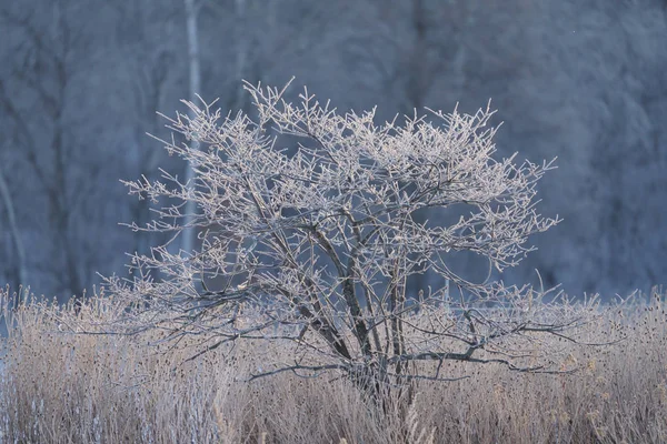 Árbol Cubierto Escarcha Invierno —  Fotos de Stock