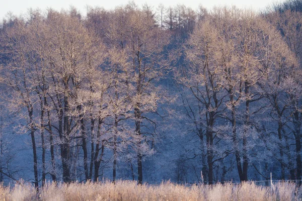 Zimě Mráz Které Strom — Stock fotografie