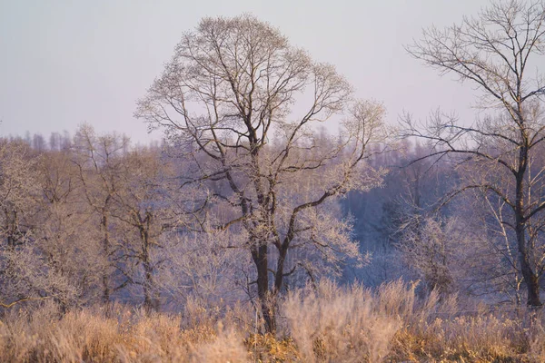 Geada Árvore Coberta Inverno — Fotografia de Stock