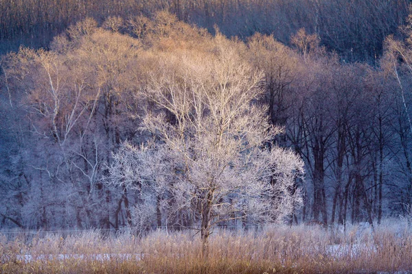 Frostbedeckter Baum Winter — Stockfoto