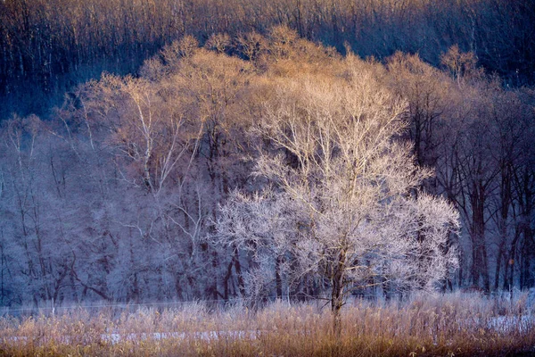 Kışın Kapalı Ağacı Süsleyin — Stok fotoğraf