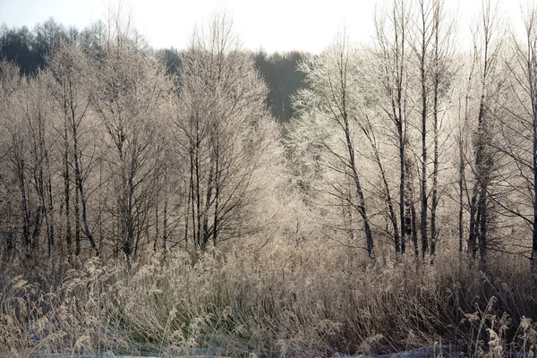 Arbre Couvert Givre Hiver — Photo