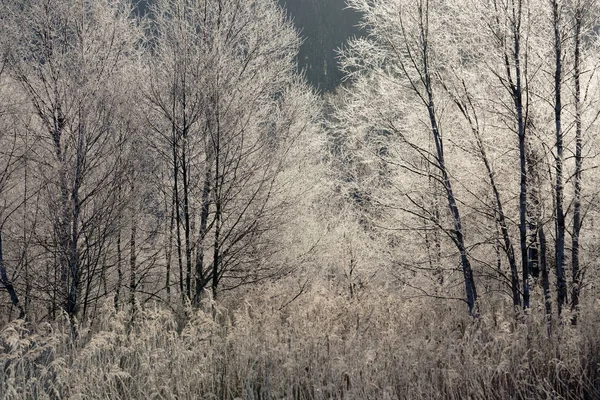 Geada Árvore Coberta Inverno — Fotografia de Stock