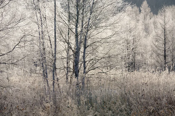 Frostbedeckter Baum Winter — Stockfoto