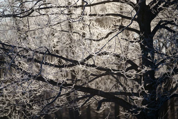 Gelo Albero Coperto Inverno — Foto Stock