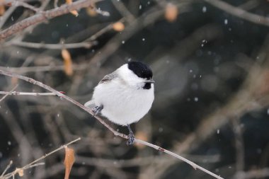 marsh tit in winter hokkaido