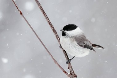 marsh tit in winter hokkaido