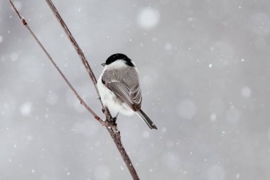 marsh tit in winter hokkaido