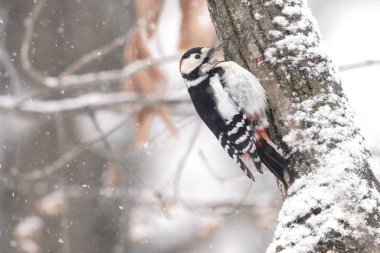 Kışın büyük benekli ağaçkakan