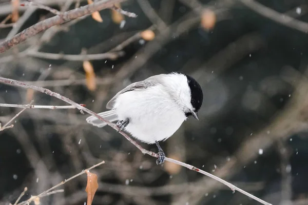 Marsh Tit Winter Hokkaido — Stok fotoğraf