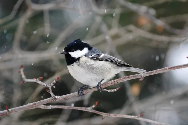 Marsh Tit Winter Hokkaido — Stok fotoğraf