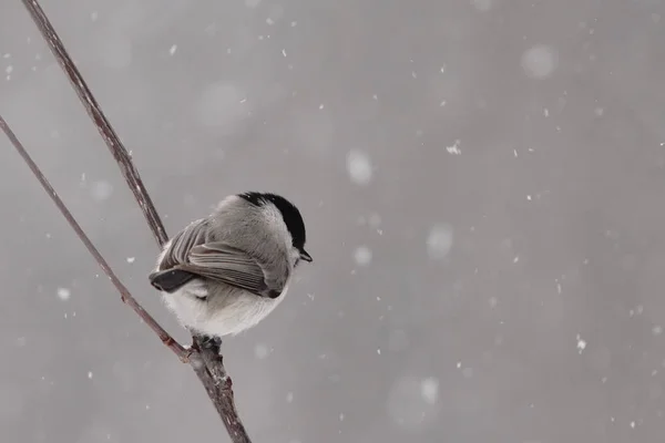 Marsh Tit Winter Hokkaido — Stockfoto