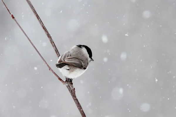 北海道冬季的沼泽山雀 — 图库照片
