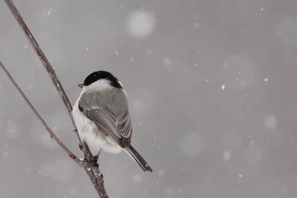 Moerasmees Winter Hokkaido — Stockfoto
