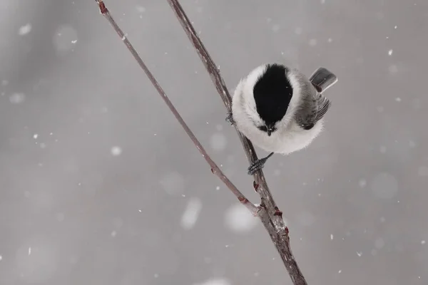 北海道冬季的沼泽山雀 — 图库照片