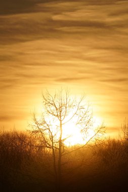 sabah erken ağacında kapsamındaki frost