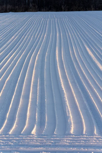 Zimní Polní Linie Hokkaido — Stock fotografie