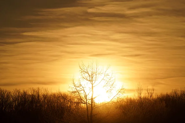 Gelo Albero Coperto Mattino Presto — Foto Stock