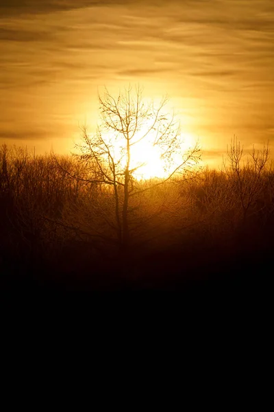 Gelo Albero Coperto Mattino Presto — Foto Stock