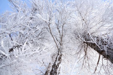 kışın kapalı ağacı süsleyin