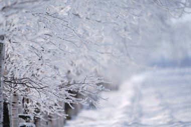 kışın kapalı ağacı süsleyin