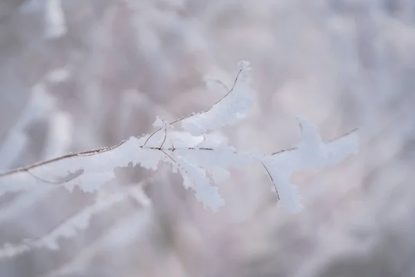 Frost Omfattas Träd Vinter — Stockfoto