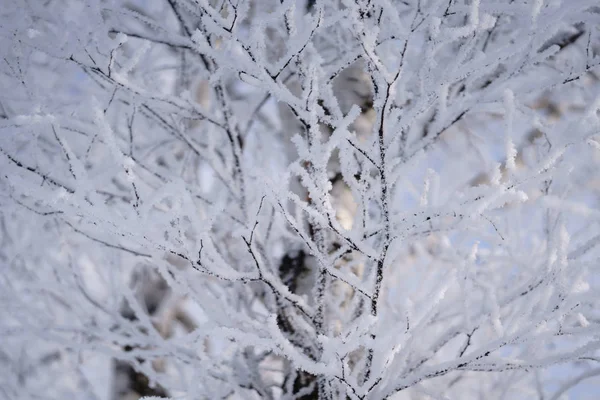 Zimě Mráz Které Strom — Stock fotografie