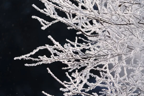 Geada Árvore Coberta Inverno — Fotografia de Stock