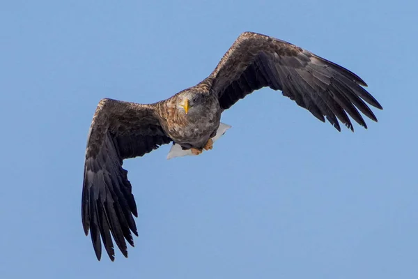 Águila Blanca Barandilla Witner — Foto de Stock