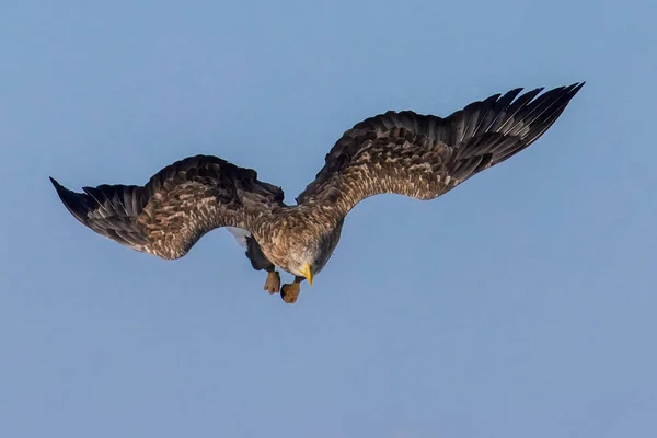 White Railed Eagle Witner — Stok fotoğraf