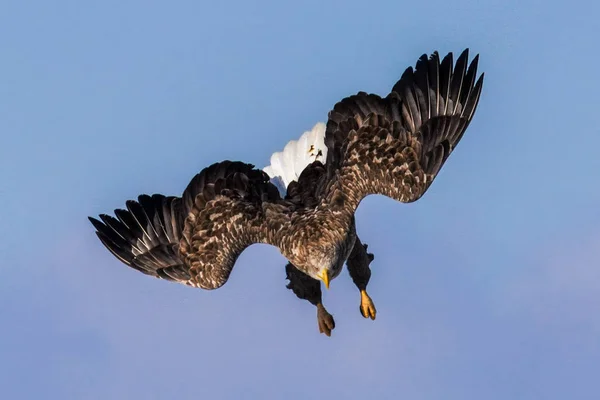 White Railed Eagle Witner — ストック写真