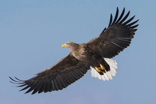 White Railed Eagle Witner — Stok fotoğraf