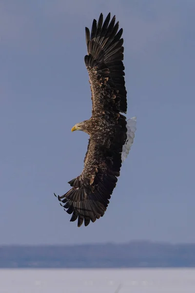 White Railed Eagle Witner — ストック写真
