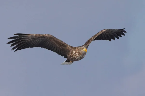 Witte Leuning Adelaar Witner — Stockfoto