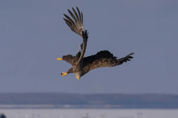 White Railed Eagle Witner — 스톡 사진