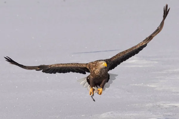 Águila Blanca Barandilla Witner — Foto de Stock