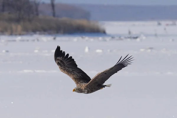 White Railed Eagle Witner — Stock Photo, Image