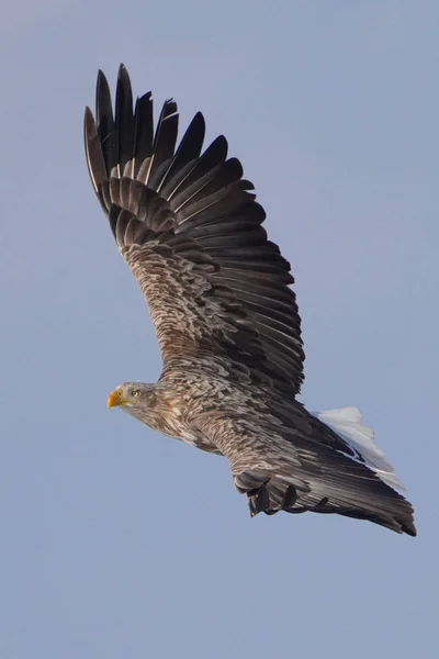 Aigle Queue Blanche Dans Witner — Photo