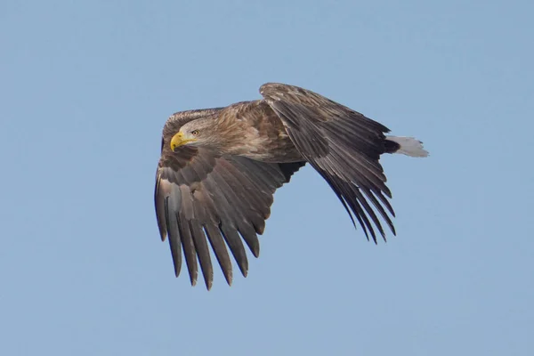 Aigle Queue Blanche Dans Witner — Photo