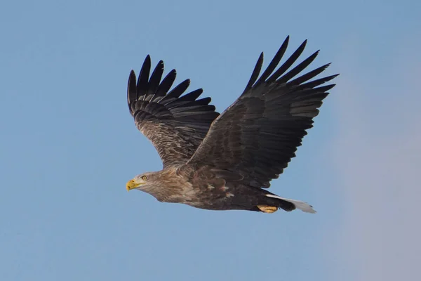 Aigle Queue Blanche Dans Witner — Photo