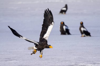 Steller 'ın kışın deniz kartalı