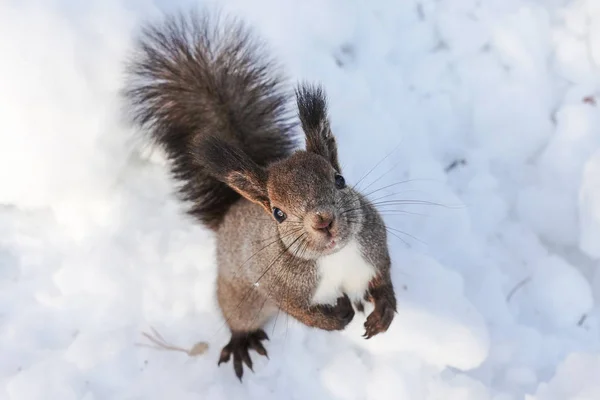 Small Squirrel Winter Hokkaido — ストック写真