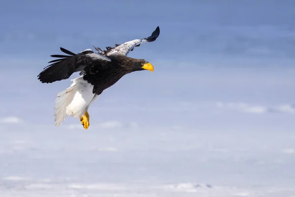 Águila Marina Steller Invierno —  Fotos de Stock