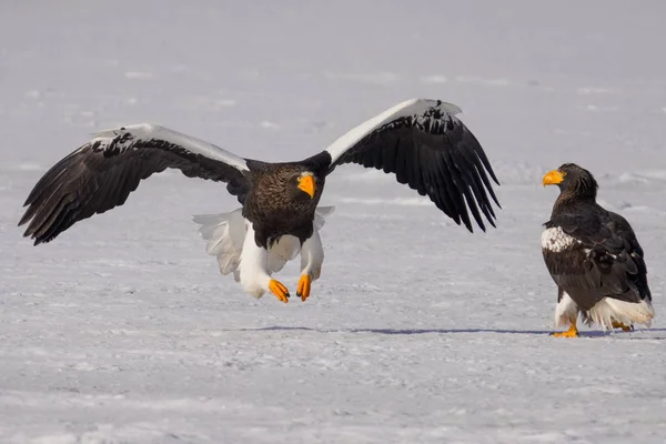 Steller Sea Eagle Winter — Stock Photo, Image