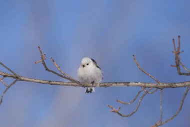 long tailed tit in winter
