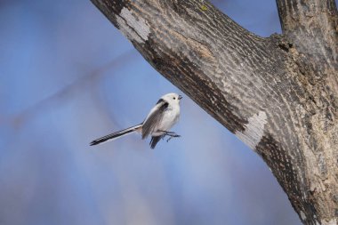 long tailed tit in winter