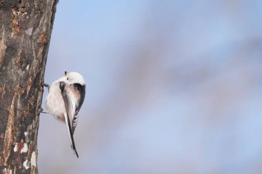 long tailed tit in winter