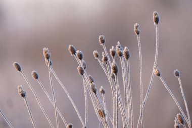 Kışın kapsamındaki frost çimen
